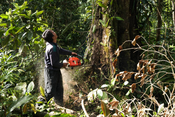 Professional Tree Care Services in Escatawpa, MS